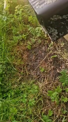 A close-up shot shows a dark gutter pouring small white particles onto wet, muddy ground surrounded by green and brown grass. The particles are scattered across the surface of the ground.