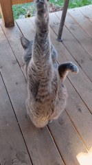 Cat feeding and breakfast preparation in Russian countryside