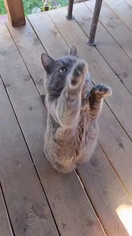 A gray cat is sitting on a wooden deck, looking up. A hand holding a piece of food is lowering the food toward the cat. The cat is reaching up with its paws towards the food.