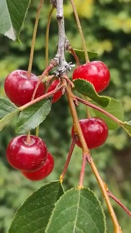 The video displays a close-up view of a branch of cherries. The cherries are a deep red color and hang in clusters from thin stems. Green leaves surround the cherries. The background is a blur of green foliage, suggesting an outdoor setting. The camera appears to be slightly shaky, and the focus shifts subtly between the cherries and the leaves. There are no people or other objects visible in the video. The lighting is soft and natural, indicating daytime. The overall impression is one of nature and the ripening of fruit.