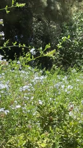 The video captures a vibrant natural scene filled with lush greenery and delicate white and blue flowers, possibly Plumbago auriculata, commonly known as Cape Plumbago. The flowers bloom profusely, creating a carpet of color against the backdrop of darker green foliage and trees. The scene appears to be outdoors, bathed in bright sunlight, suggesting a warm, clear day. The focus is on the flora, with a prominent branch with small green buds reaching into the frame from the top left. The overall impression is one of natural beauty and tranquility, evoking a sense of springtime or early summer. There is no discernible text or human activity. The setting is described as al-Eizariya, Palestinian Territories, which adds a layer of geographical context to this serene depiction of nature.