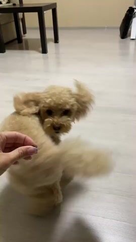 A small, light brown poodle dog with curly fur stands on a light-colored floor and eats a treat from a person's hand. The dog's tail is raised and curled. In the background, a dark wood table with two legs is visible, along with a beige wall. The lighting suggests an indoor environment.