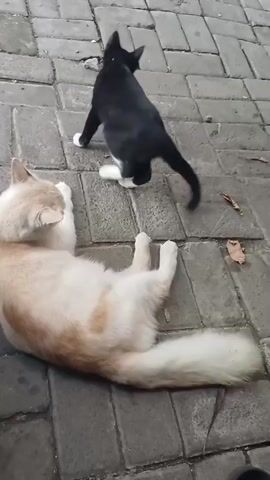 Two cats are on a paved surface. One cat is black and white and is sitting up, facing away from the camera. The other cat is a fluffy cream and orange color and is lying on its side, facing away from the camera. The paved surface is made of rectangular gray bricks. There are a few dry leaves on the ground.