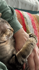 Cat naps on lap in quiet domestic moment
