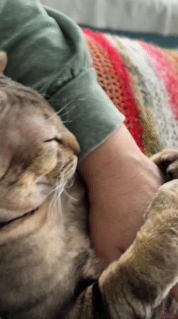 Cat naps on lap in quiet domestic moment