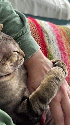 Cat naps on lap in quiet domestic moment