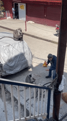 Man feeds langur monkeys from vehicles in Dharamshala