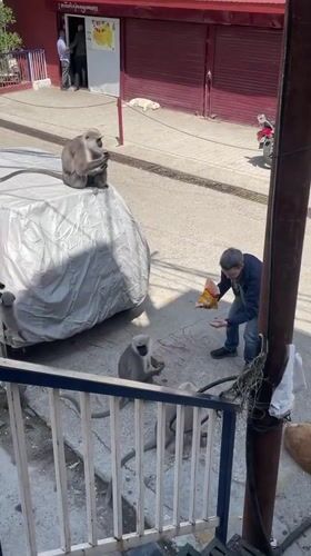 Man feeds langur monkeys from vehicles in Dharamshala