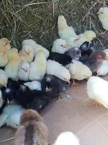 A video depicts a group of approximately twenty to twenty-five chicks, varying in color from yellow to black and brown, huddled together on a surface that appears to be cardboard. A background of dry grass or hay is visible. The chicks are mostly stationary, with some pecking at the ground. There are no people or other animals visible in the frame. The lighting suggests an outdoor or well-lit indoor environment. The video is shot from a slightly elevated, close-up perspective, focusing on the chicks.