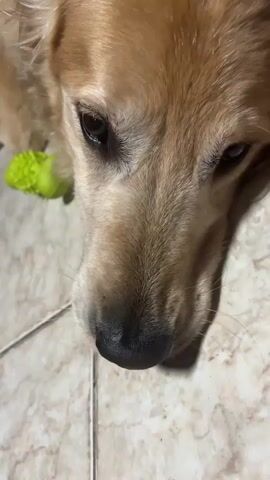 The video features a golden retriever dog resting indoors. It begins with a close-up of the dog's face, showing its relaxed expression with eyes partially closed, as it lies on a light-colored tiled floor. A bright green chew toy is visible beside its head. The camera then pans out, revealing the dog's golden-brown fur and a blue collar. In the background, a person is seen sitting on a white plastic chair, and a framed picture is visible on the wall. The dog remains in a resting position throughout the clip, which appears to be filmed in a home setting in Guarne, Colombia.