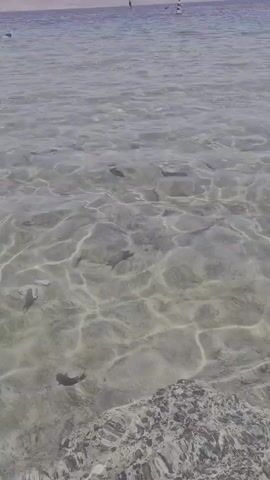 The video depicts a shallow, clear body of water, possibly an ocean or sea, with visible fish swimming near the surface. The seabed is sandy and partially covered with rocks or pebbles. In the background, a distant shoreline is visible, with a few indistinct figures appearing to be standing or moving on the beach. The lighting suggests it's daytime, with sunlight creating patterns on the water's surface.