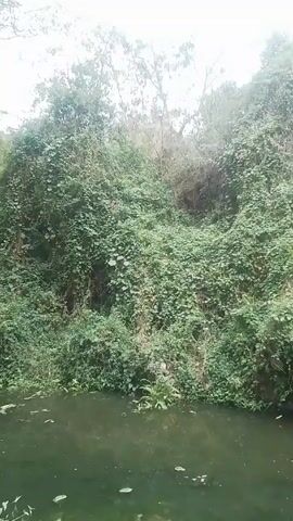 The video shows a still shot of a body of water in front of a dense, overgrown vegetation. The water surface is dark and has some leaves and debris floating on it. The vegetation is a mix of bushes, vines, and trees, covering the bank. The sky is overcast, making the lighting dim. The overall impression is of a natural, possibly unmaintained, landscape.