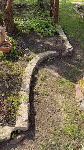 The video captures a serene garden scene on a sunny day. It opens with a view of a small garden bed defined by a curved stone border. Within the bed, bare soil is interspersed with small green plants and several purple crocus flowers, with a single white one, suggesting early spring. A terracotta pot sits in the lower-left corner. Beyond the stone border to the right is a patch of green grass.

As the camera slowly pans upwards and to the right, a tall conifer tree with dense, needle-like foliage becomes more prominent on the left, casting dappled shadows. On the right, a rustic wooden arbor, painted a dark reddish-brown and featuring a lattice structure, frames a passage leading to a larger grassy area. The broader landscape beyond the immediate garden features more green lawn, extending into what appears to be an open field or expansive backyard. A blue barrel is faintly visible in the distance on the right. The bright sunlight indicates clear weather. No people or animals are present in the video.