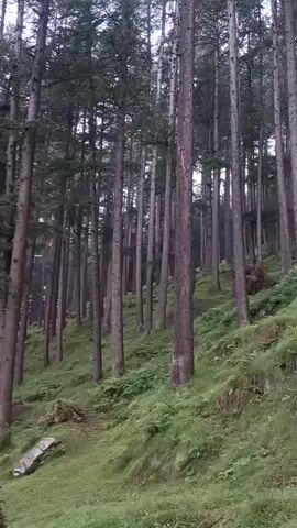 The video displays a dense forest with tall, slender trees. The ground is covered in lush green grass and ferns. The camera slowly pans upwards, revealing the canopy of the trees against a cloudy sky. The overall atmosphere is serene and natural.