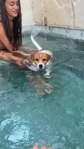 The video depicts an indoor, tiled pool, partially filled with clear, turquoise-colored water. A woman with long, dark hair, wearing a dark bikini, is partially submerged in the water at the edge of the pool. A small, Jack Russell terrier type dog, with white fur and brown markings on its head, is swimming in the pool. The woman's hands are near the dog in the water. The dog is facing the camera and appears to be actively swimming.