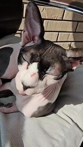 A sphynx cat is curled up on a chair cushion in the sunlight. The cat is mostly pink with black markings on its head and back. Its eyes are closed and it appears to be sleeping or resting. The background shows a brick wall.