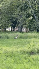 White stork forages in Bulgarian field, social media activity recorded