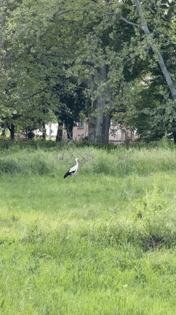 White stork forages in Bulgarian field, social media activity recorded