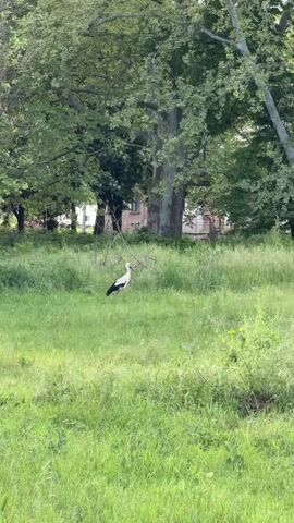 The video depicts a white stork with black wing tips foraging in a grassy field. The bird lowers its head, likely searching for food within the tall grass. The setting appears to be a park-like environment, with mature trees providing a backdrop. A building is partially visible in the distance behind the trees. The overall scene suggests a natural or semi-natural area where wildlife can be observed.