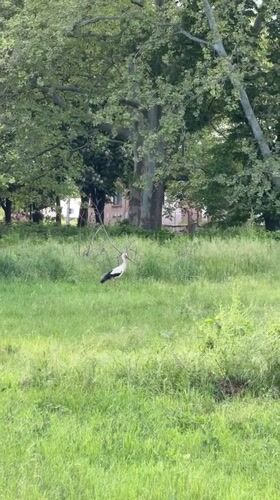 White stork forages in Bulgarian field, social media activity recorded