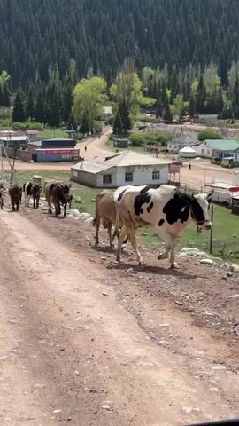 A video taken in Jeti-Ögüz, Kyrgyzstan, captures a serene rural scene as a large herd of approximately 15-20 cows walks down a dusty dirt road. The cows, a mix of black and white and various shades of brown, move in a line towards the viewer, appearing calm.

The setting is a picturesque mountain village, with several small, simple houses and buildings scattered along the road. Some brightly colored storage containers or structures are also visible near the houses. Power lines and utility poles run alongside the road. In the background, majestic mountain slopes are densely covered with dark green coniferous trees, framing the village.

The activity shows the daily routine of livestock moving through the community, likely to or from their grazing areas. In the distance, a lone person can be seen walking on a path near the houses, and a dark vehicle is briefly visible driving on a road further back.

The time of day appears to be bright daytime, with clear weather and ample sunlight illuminating the scene, highlighting the natural beauty of the mountainous environment. The overall atmosphere is peaceful and reflective of traditional village life. There is no visible text in the video.