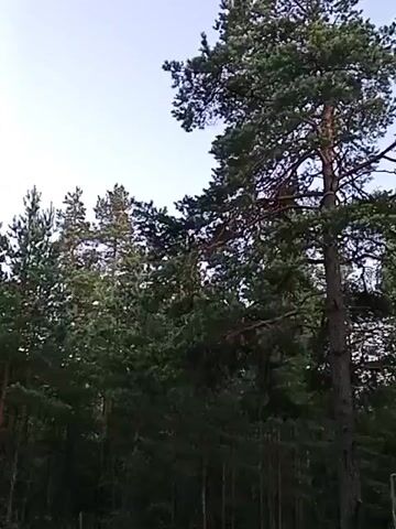 The video shows a view of a forest with several pine trees. The sky is visible at the top of the frame, and it appears to be daytime with a clear or partly cloudy sky. The trees are green and dense, with some branches and needles clearly visible. The overall impression is of a natural, outdoor environment.