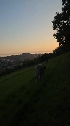 The video opens with a distant view of a city bathed in the soft light of dawn or dusk. The sky transitions from a deep blue at the top to a warm orange and yellow glow near the horizon. The city skyline is dotted with buildings of varying heights. In the foreground, a grassy hill slopes downwards towards the city. A cow, viewed from behind, is walking up the hill, its tail slightly raised. The grass is a vibrant green, and the scene is predominantly in silhouette, creating a peaceful, almost serene atmosphere. Another cow can be seen further up the hill, also walking away from the camera. A tree stands tall on the right side of the frame, its dark branches silhouetted against the sky. A wire fence runs along the right edge of the frame, partially visible. The overall impression is one of a quiet, rural landscape at the edge of a populated area during a transitional time of day.