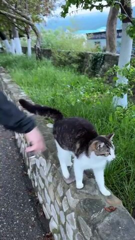 A cat is walking on a stone ledge. The cat is white with brown and black markings. The ledge is on the side of a road with a grassy area behind it. The cat is meowing. The camera moves closer to the cat as it walks. There are white painted tree trunks in the background.
