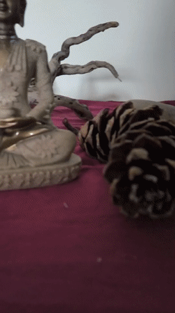 Tibetan-flavored guesthouse stay in the Himachal hills