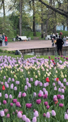 Colorful tulip field blooms in Saint Petersburg park