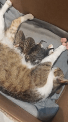 Mother cat nurses newborn kittens in cardboard box nest