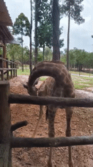 Hand-feeding giraffes at a Phú Quốc wildlife park