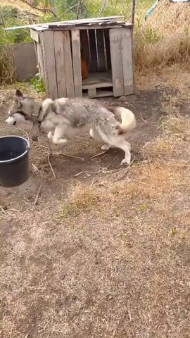 A husky-type dog is shown in a dirt and dry grass yard. The dog is chained to a metal loop in the ground. A black bucket is visible to the left of the dog. Behind the dog, a wooden doghouse made of rough planks stands. The dog lies down and gets up a few times, shaking its body. Sunlight filters through trees in the background.