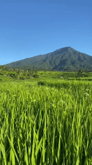 Rice paddies captured in Penebel, Indonesia agricultural landscape