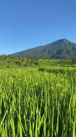 Rice paddies captured in Penebel, Indonesia agricultural landscape