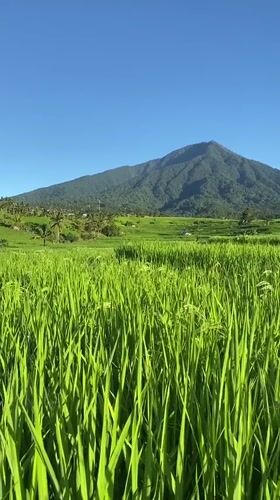 Rice paddies captured in Penebel, Indonesia agricultural landscape