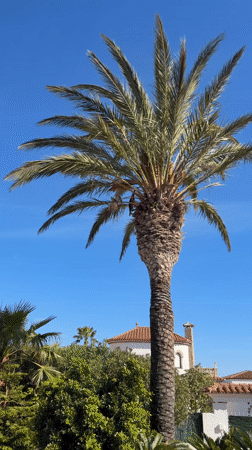 Dog spends lazy afternoon on Spanish villa patio