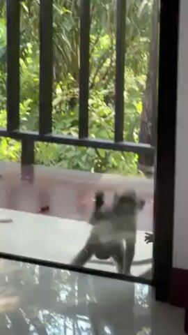 A short video shows two monkeys on a porch looking into a house through a glass door and a metal grate. The porch has light brown wood flooring and fallen leaves. The house has a white tile floor visible through the glass, with reflections of the porch. Behind the porch, the view reveals lush green trees and foliage. The monkeys alternate between standing on their hind legs and using their hands to touch the glass, peering inside the house.