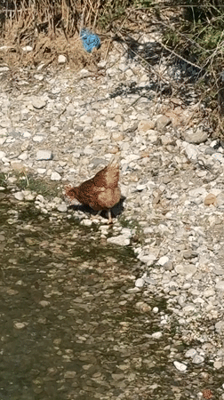 Coastal life documented across Bar, Montenegro during midday hour