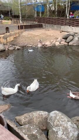 The video shows a group of geese in a pond. Some of the geese are white with orange beaks, while others are speckled. The pond is surrounded by rocks and a wooden fence. There are trees in the background, and a few people can be seen standing on a wooden bridge in the distance. The camera pans across the pond to show more of the geese. A goose swims near the rocks in the foreground. The geese are swimming and feeding in the pond.