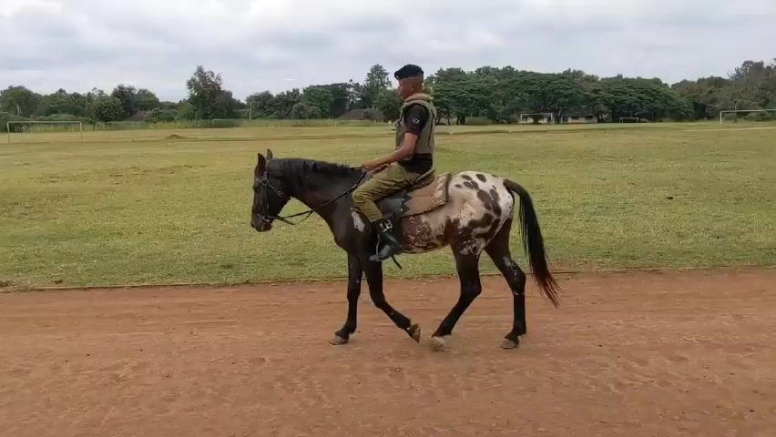 Here is a detailed description of the video:

The video features a man riding a horse on a dirt path, with a grassy field and some trees in the background. A white van with the words "CCP DRIVING SCHOOL" on it is parked in the field.

The man is wearing a black cap, a green vest, and tan pants. He is sitting in the saddle of a horse that has a mostly dark-colored body with white spots towards the rear. The horse is walking at a moderate pace along the dirt path.

The environment is outdoors with a slightly overcast sky. The grass in the field is green. The scene seems to be at some kind of training facility or school, given the presence of the driving school van and the open field.