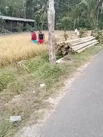 The video shows a pile of cut bamboo poles lying on the side of a road next to a grassy area. In the background, there are several people, some wearing red shirts, and a building with a roof. The environment appears to be rural, with trees and vegetation visible. The camera is moving, suggesting it is attached to a vehicle or being held by someone walking.