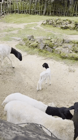 Afternoon loop through Zlín Zoo's animals and enclosures