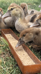Ducklings, goslings, and hens going about their day on a small farm