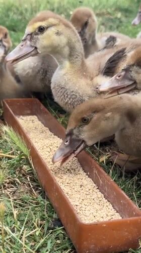 Ducklings, goslings, and hens going about their day on a small farm