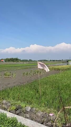 The video shows a rural landscape on a clear day. In the foreground, there is a ditch lined with stones and some green foliage. A thin wooden pole stands upright in the middle of the frame, with a torn pink and white flag attached to it, fluttering in the wind. Beyond the flag, there are rice fields, some appearing muddy and tilled, while others are filled with green rice plants. In the distance, there are more fields, trees, and a few buildings, one with a red roof. The sky is bright blue with scattered white clouds. The video captures the flag and the surrounding agricultural scenery.