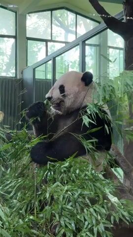 The video shows a giant panda sitting and eating bamboo. The panda is black and white and is surrounded by green bamboo leaves. The background appears to be an enclosure with large glass windows, suggesting the panda is in a zoo or sanctuary. The lighting is natural, and there is a slight blur, possibly due to the camera's focus or movement. The panda is holding a stalk of bamboo in its paws and is actively chewing on it.