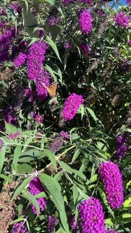 A butterfly with orange and brown wings perches on a cluster of purple flowers. The butterfly is in the center of the frame, and the flowers are in focus. The background is blurred, but it appears to be a garden with green foliage. The lighting is natural and appears to be daylight.