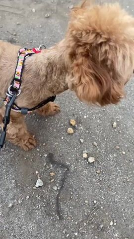 A medium shot video captures a small, light brown dog with curly fur and a pink and white patterned collar and leash. The dog stands on a gravelly surface with scattered stones and a dark, wet stain. The dog's head is turned towards the camera, and its eyes are wide and dark. The dog appears to be looking up at the person holding the camera. The background is out of focus, but appears to be an outdoor environment with a neutral gray tone. The video is shot at a slight downward angle, looking towards the dog.