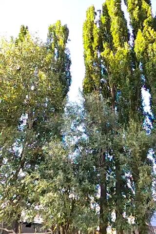 The video begins with a low-angle shot looking up at a line of tall, slender trees with vibrant green foliage against a bright blue sky. The camera then pans to the right, revealing more of the trees and a glimpse of what appears to be a fence and some smaller bushes or trees in the foreground. As the camera continues to pan, a dirt road becomes visible on the right side of the frame, with a fence line running along the left side of the road. In the distance, mountains can be seen under the clear blue sky. The lighting suggests it is daytime, likely sunny. There are no people or animals clearly visible in the frame. The trees are the dominant feature, forming a dense, tall row that appears to be a natural windbreak or landscaping feature.